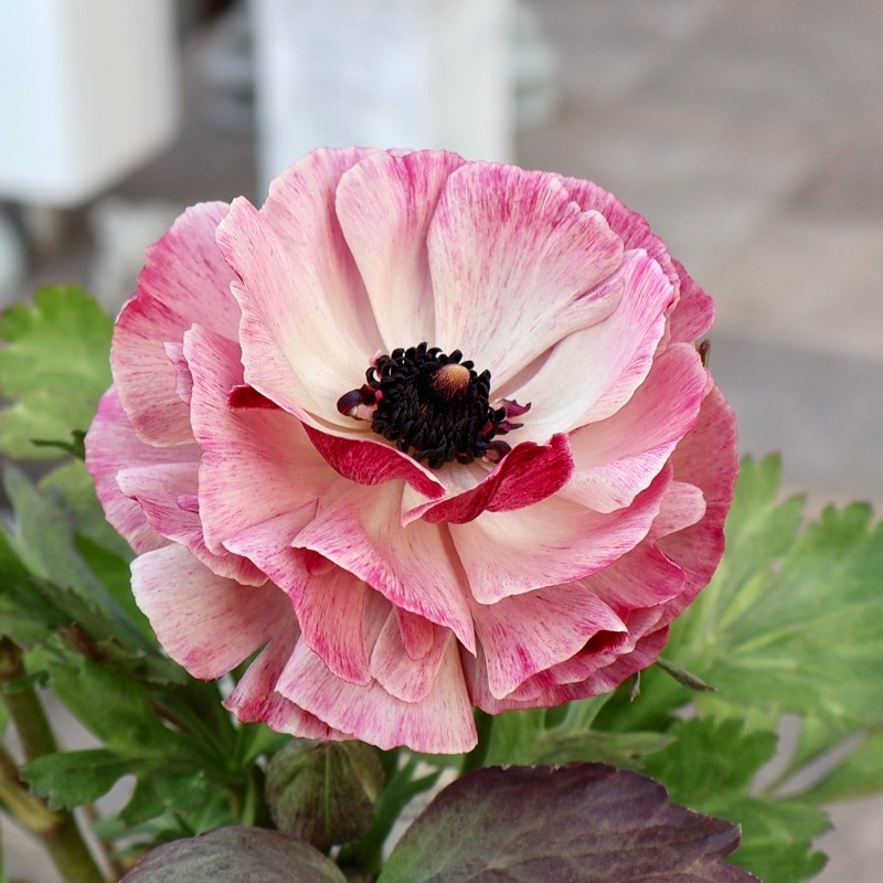 《画像の現品1点限り》2色植えでお得♪うえたさんのラナンキュラス「トワイライト・レディ」26-11番