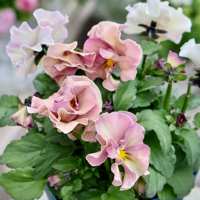 《画像の現品1点限り》スペシャルなサトウ園芸さんのビオラ・ヌーヴェルヴァーグ「アンジュ」8番