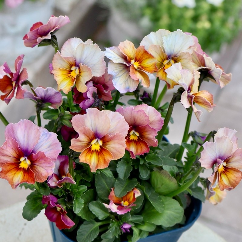 画像の現品1点限り☆スペシャルなサトウ園芸さんのビオラ・ヌーヴェル