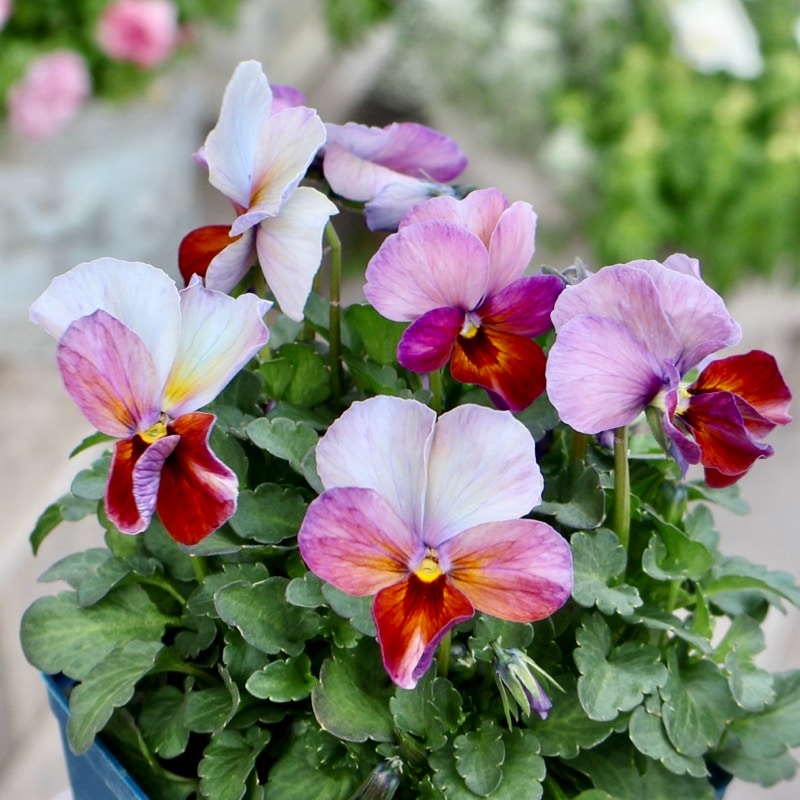 画像の現品1点限り☆スペシャルなサトウ園芸さんのビオラ・ヌーヴェルヴァーグ<456番>