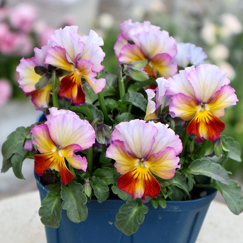 サトウ園芸さん育種「ヌーヴェルヴァーグ」・2025年10月下旬ごろ販売