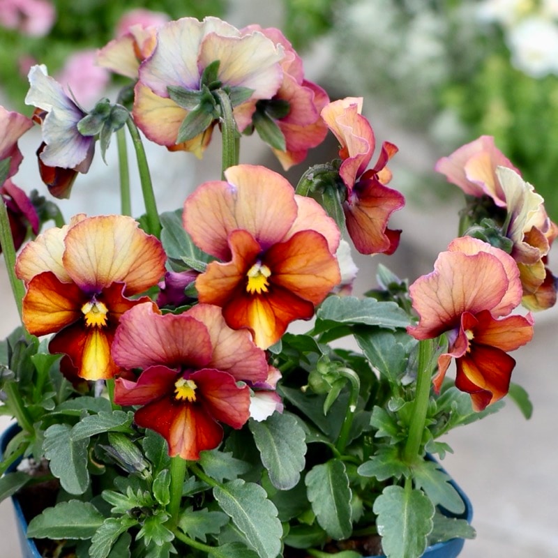 画像の現品1点限り☆スペシャルなサトウ園芸さんのビオラ・ヌーヴェルヴァーグ<458番>