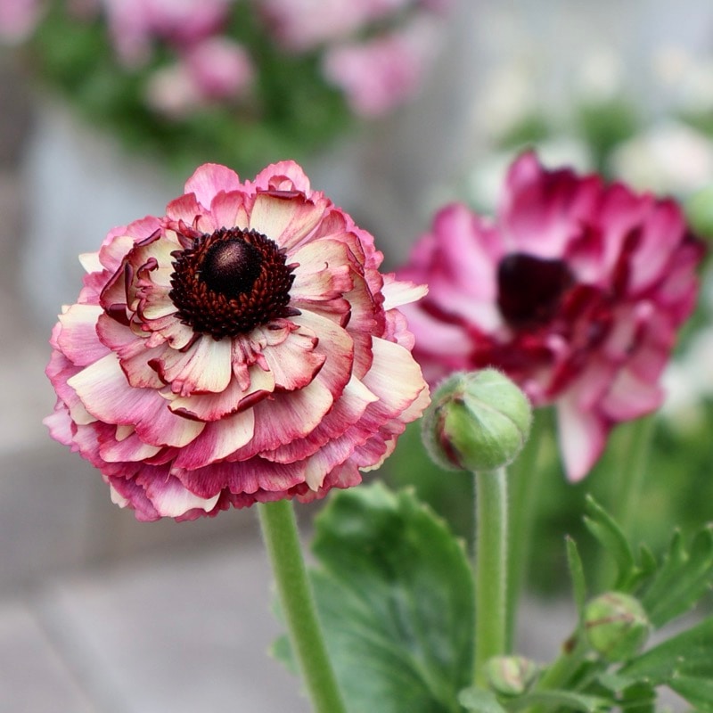 希少品《画像の現品!! 》綾園芸さんの変わり咲きラナンキュラス「イカロス」13番