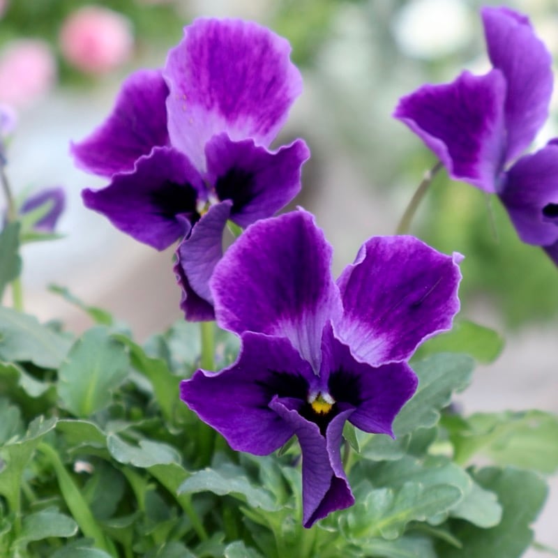 NEW《画像の現品1点限り》大牟田さんの試験品種ビオラ「紺碧-こんぺき