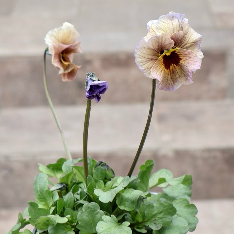 画像の現品1点限り!!吉村さんの花首のより長いビオラ「君待ち」2520番