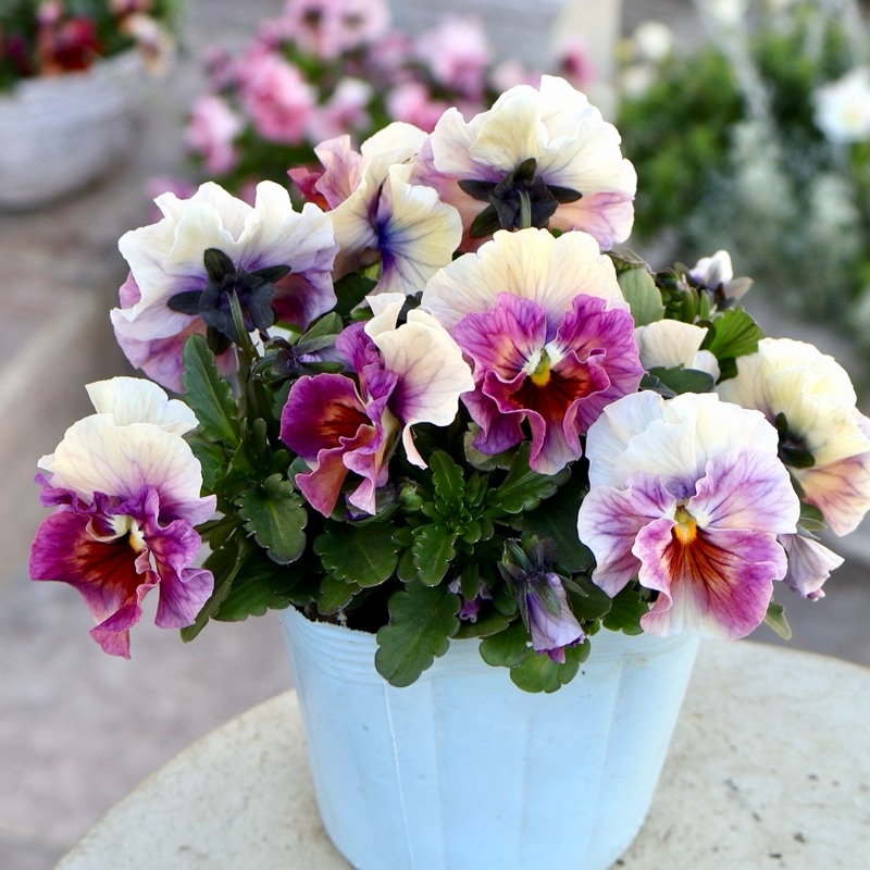 画像の現品1点限り☆桐生ふぁ~む×花日和さんのビオラ「アイクルール