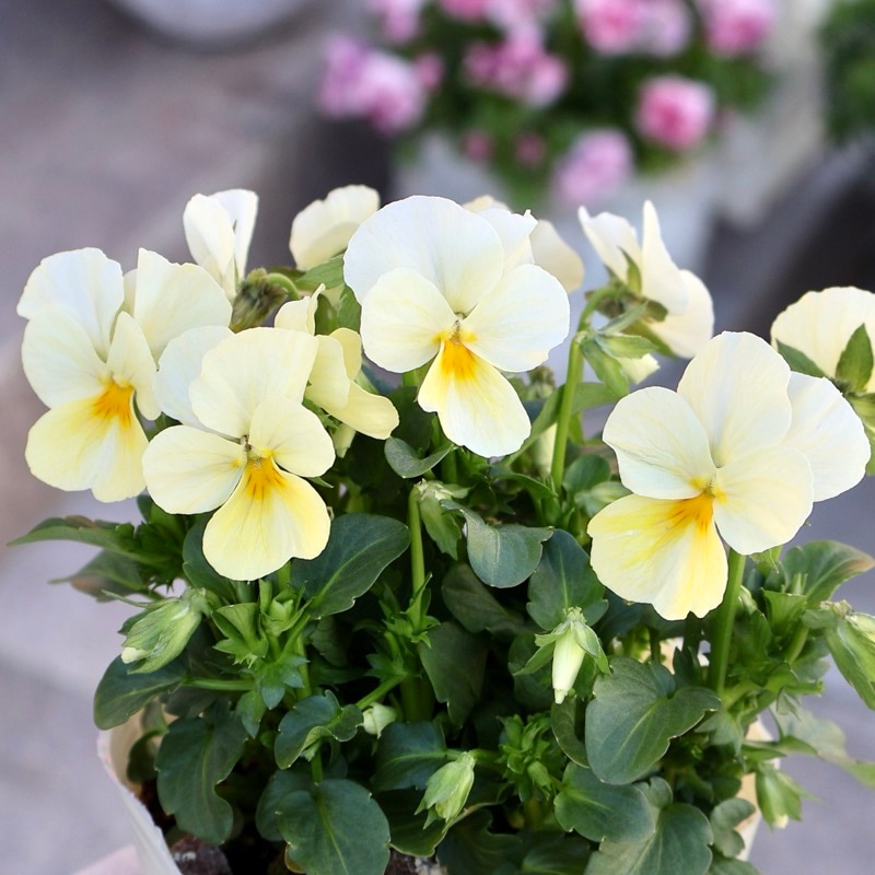 画像の現品1点限り】Green Farmv Village(奥田園芸)さん育種のときめき