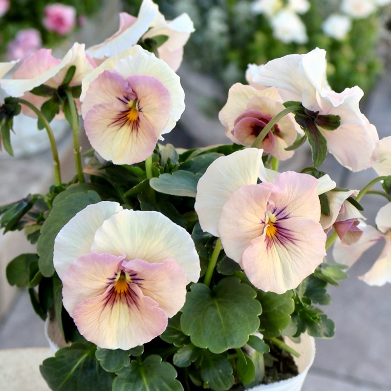 画像の現品1点限り!!》高知・植田さんのビオラ☆試験品種〈25-20〉