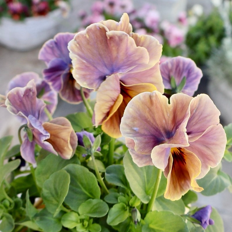 《画像の現品1点限り》アイデアルフラワー・大牟田さんのビオラevolve(エボルベ)オーララ<70番>