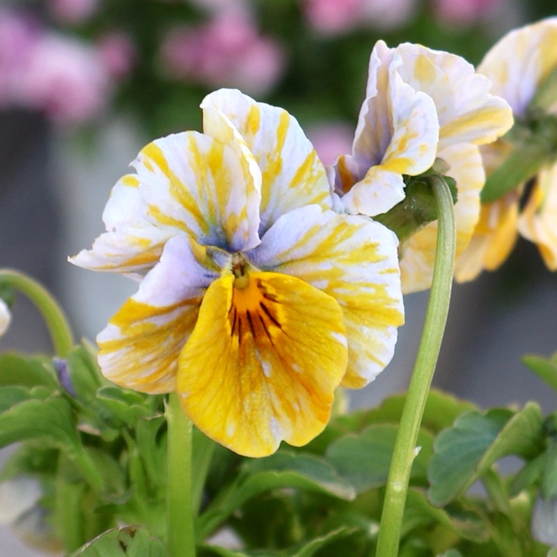 《画像の現品1点限り》アイデアルフラワー・大牟田さんのビオラevolve(エボルベ)オーララ<71番>