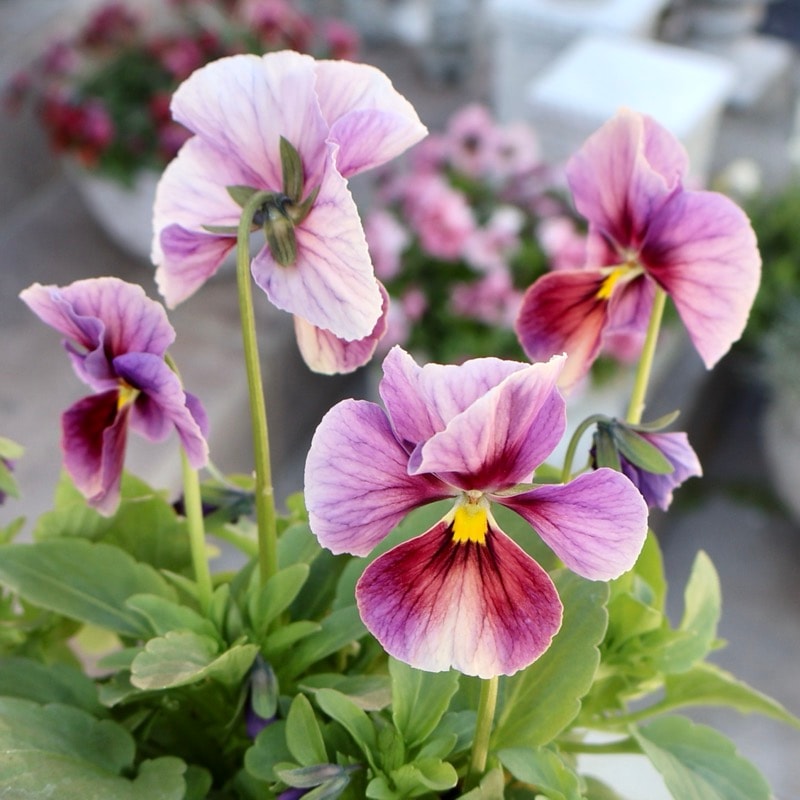 大牟田さん育種「エボルべ・オーララ」・2025年12月ごろ販売開始