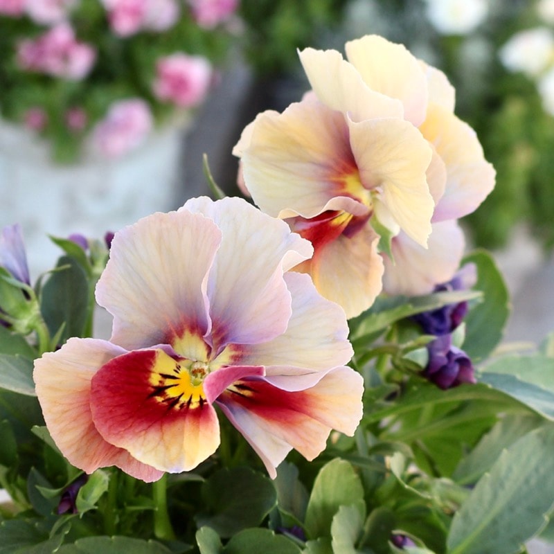 《画像の現品1点限り》アイデアルフラワー・大牟田さんのビオラevolve(エボルベ)オーララ<73番>