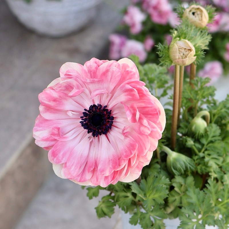 欲しい色が買える!!《画像の現品1点限り》八重咲きアネモネ「momo(もも)」9番