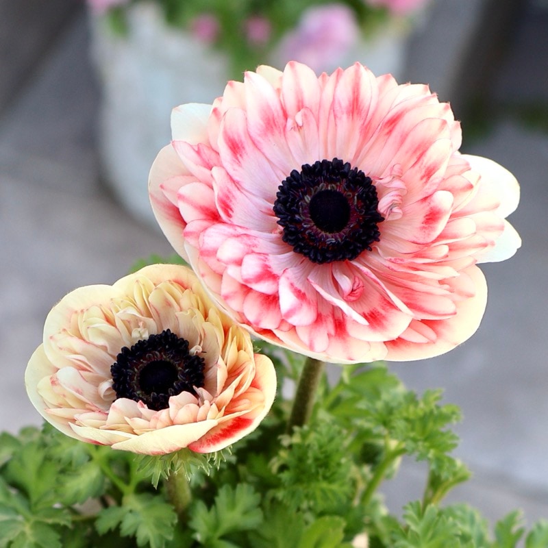 欲しい色が買える!!《画像の現品1点限り》八重咲きアネモネ「momo(もも