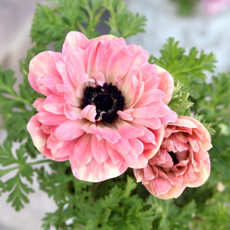 欲しい色が買える!!《画像の現品1点限り》八重咲きアネモネ「momo(もも)」11番