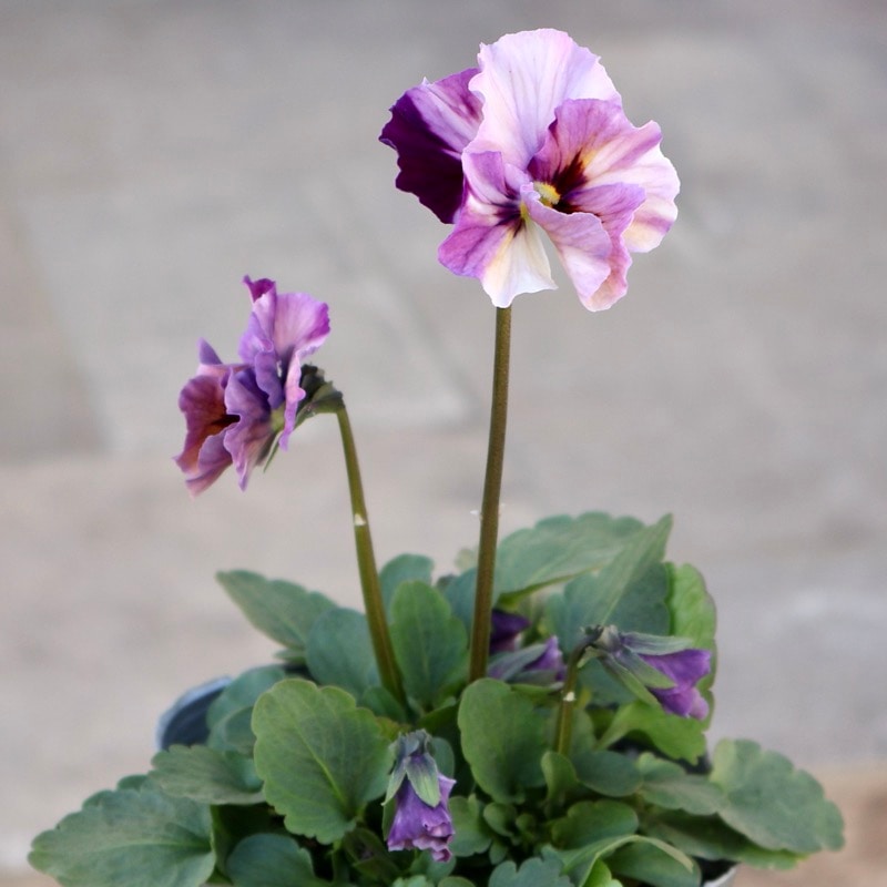 画像の現品1点限り!!吉村さんの花首のより長いビオラ「君待ち」2522番