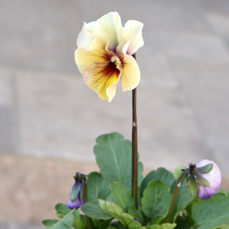 画像の現品1点限り!!吉村さんの花首のより長いビオラ「君待ち」2523番