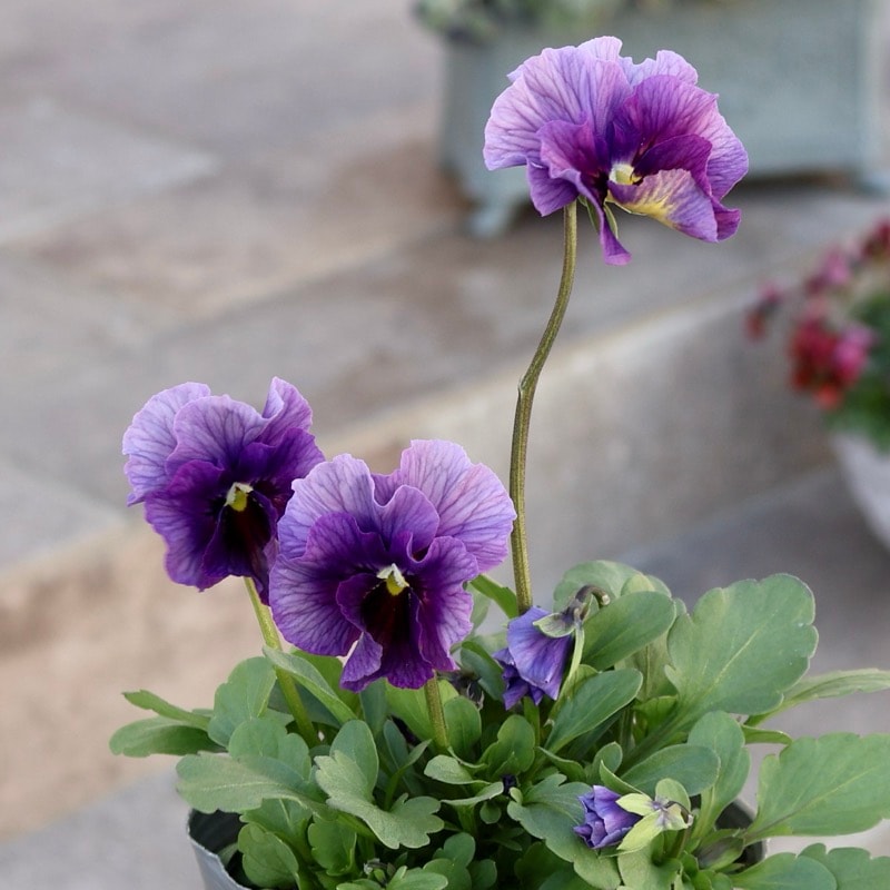 画像の現品1点限り!!吉村さんの花首のより長いビオラ「君待ち」2525番