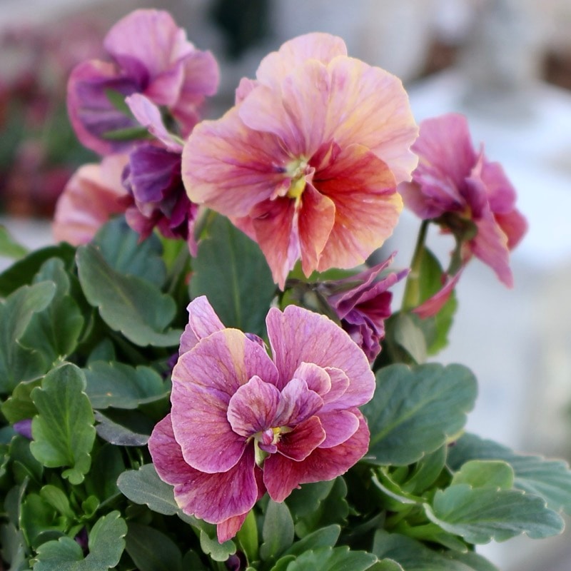 大牟田さん育種「エボルべ・ストライプ」・2025年12月ごろ販売開始