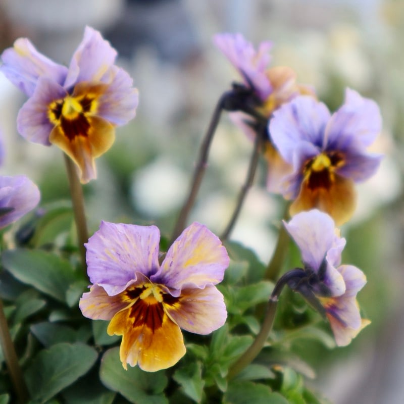 《画像の現品1点限り》アイデアルフラワー・大牟田さんのビオラevolve(エボルベ)ストライプ＜112番＞