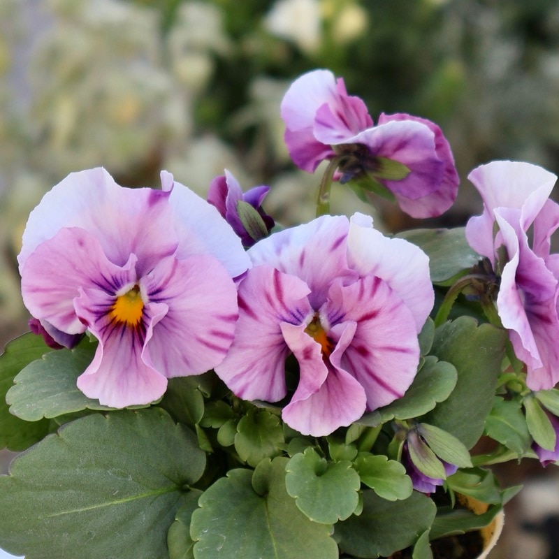 大牟田さん育種「エボルべ・ストライプ」・2025年12月ごろ販売開始