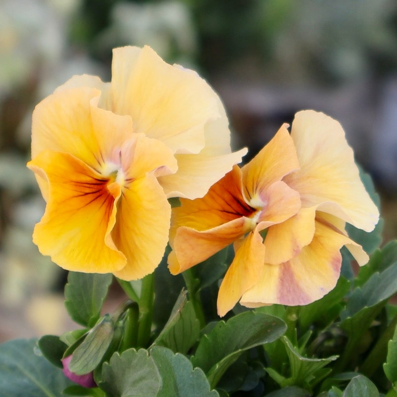 大牟田さん育種「エボルべ・ストライプ」・2025年12月ごろ販売開始