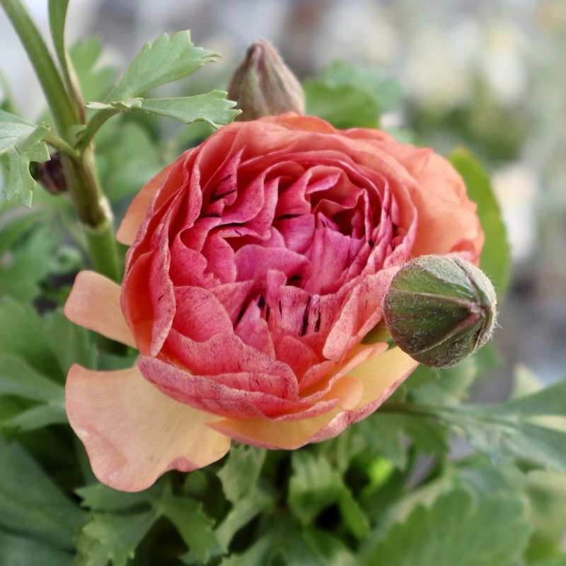 画像の現品1点限り》2色植えでお得♪うえたさんのラナンキュラス