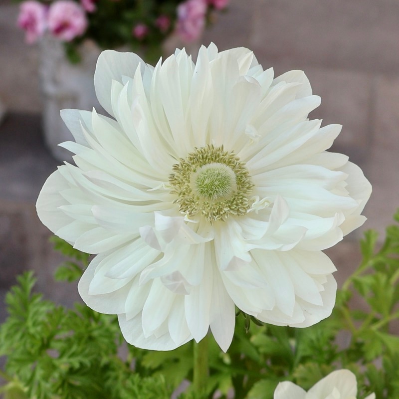 やっぱり白♪《画像の現品もしくは同等品》驚きの特大2年生株★広原園さんオリジナル八重咲きアネモネ・5番