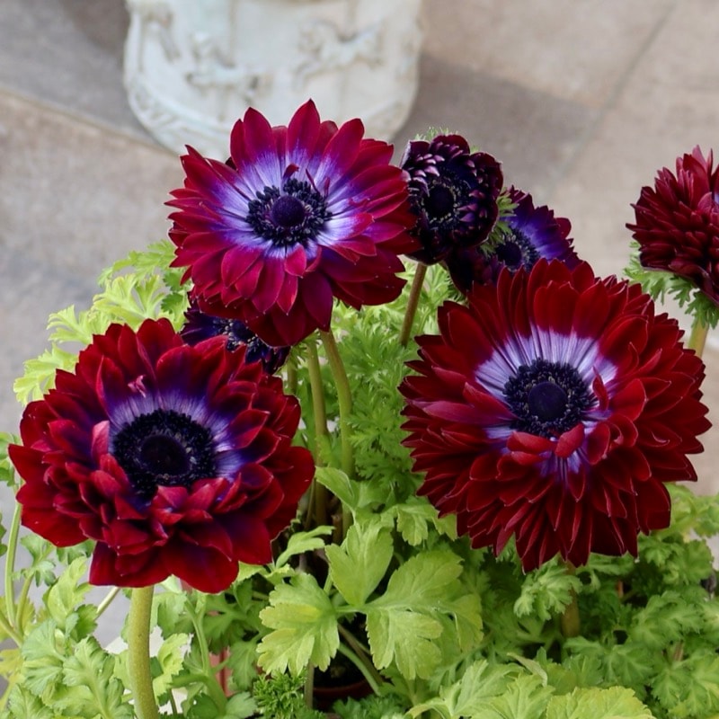 人気のチョコレート♪《画像の現品限り》驚きの特大2年生株★広原園さんオリジナル八重咲きアネモネ・6番