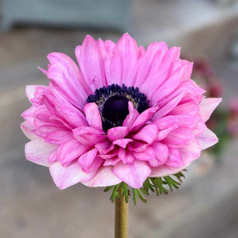 《画像の現品1点限り》驚きの特大2年生株★広原園さんオリジナル八重咲きアネモネ・7番