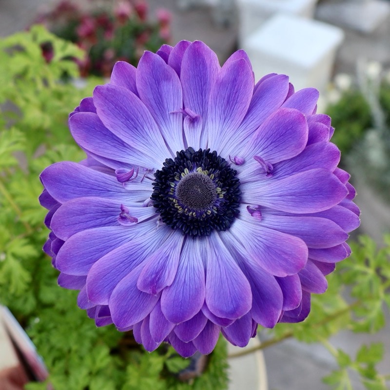 画像の現品1点限り》驚きの特大2年生株☆広原園さんオリジナル八重咲き