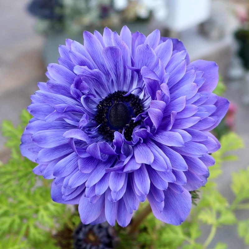 画像の現品1点限り》驚きの特大2年生株☆広原園さんオリジナル八重咲き