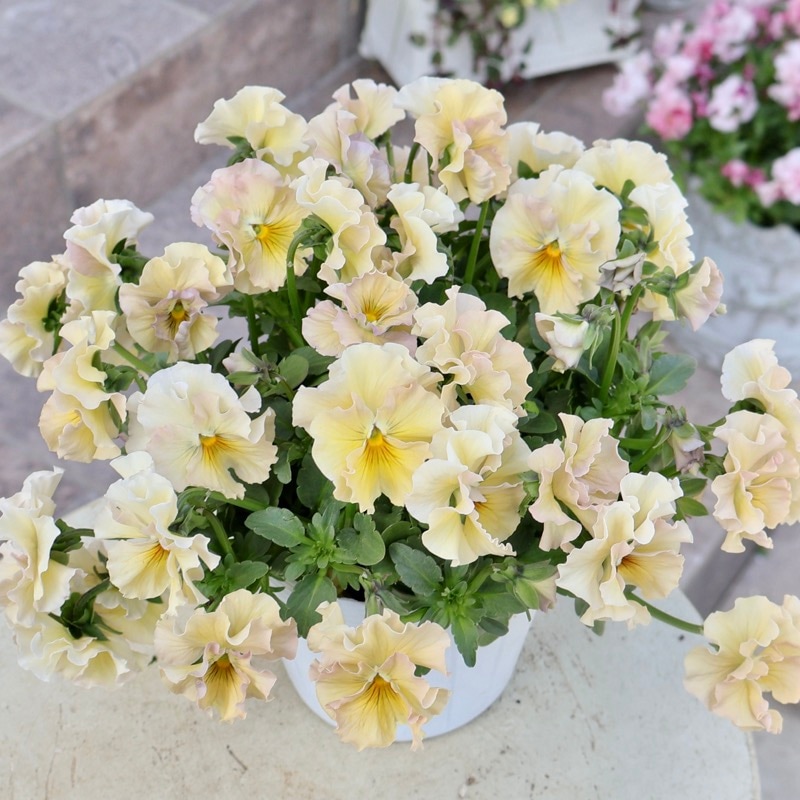 《画像の現品1点限り》超良株☆花日和さんのフリル咲きビオラ「華あられ」＜25SP16＞　