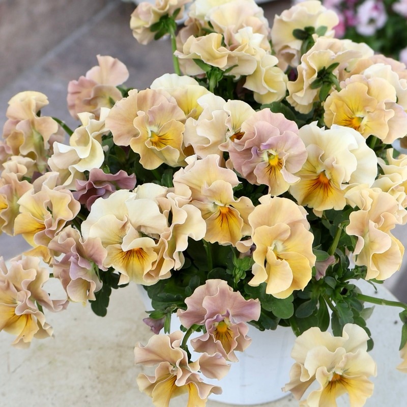 《画像の現品1点限り》超良株☆花日和さんのフリル咲きビオラ「華あられ」＜25SP17＞　