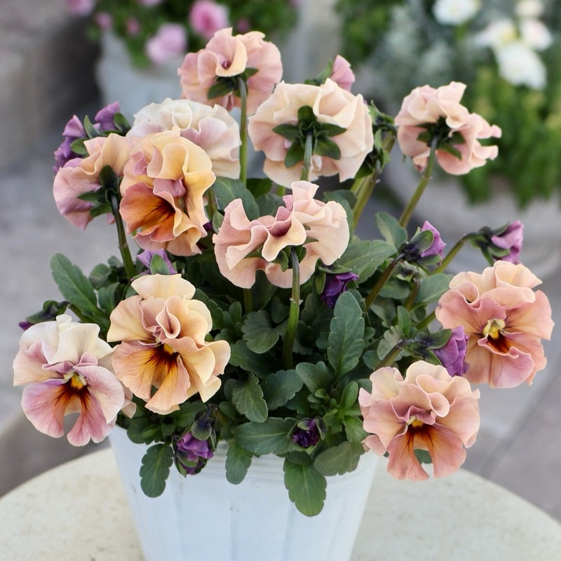 《画像の現品1点限り》超良株☆花日和さんのフリル咲きビオラ「華あられ」＜25SP18＞　