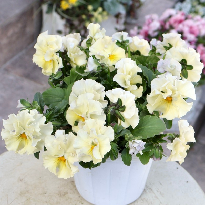 《画像の現品1点限り》超良株☆花日和さんのフリル咲きビオラ「華あられ」＜25SP19＞　