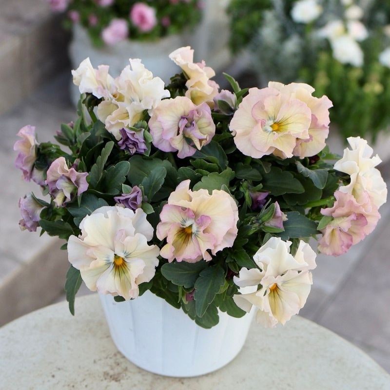 花日和さん育種フリル咲き「華あられ」・2025年10月中下旬ごろ販売開始