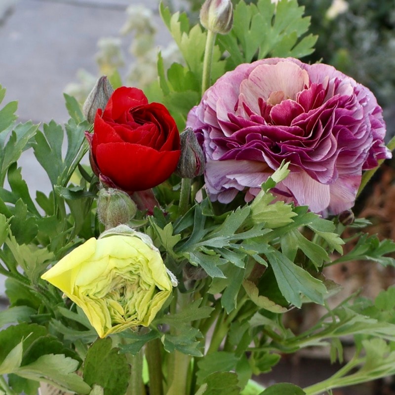 画像の現品1点限り》2色植えでお得♪うえたさんのラナンキュラス