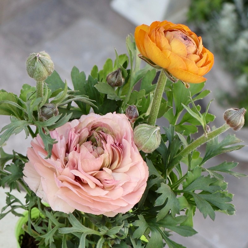 画像の現品1点限り》2色植えでお得♪うえたさんのラナンキュラス