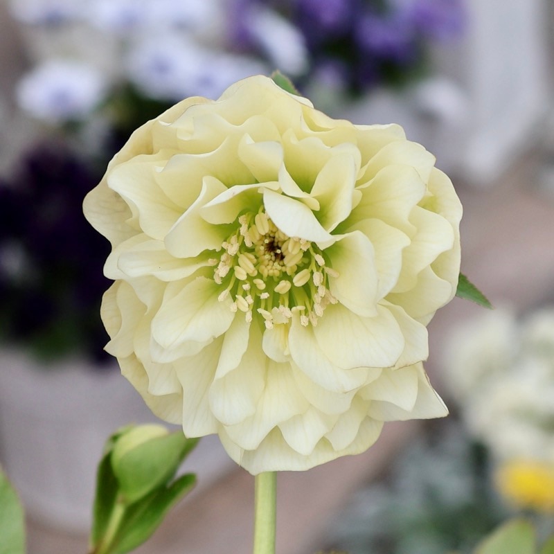 画像の現品★クリスマスローズ・中輪多弁咲き「ホワイト プリマドレス」【4.5号鉢】4