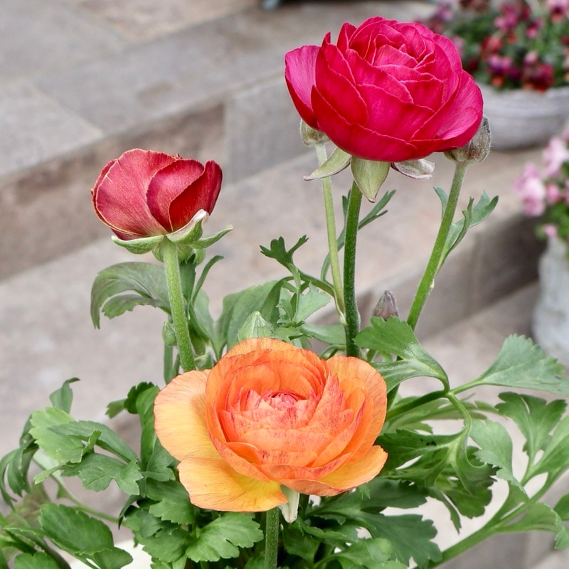 画像の現品1点限り》2色植えでお得♪うえたさんのラナンキュラス