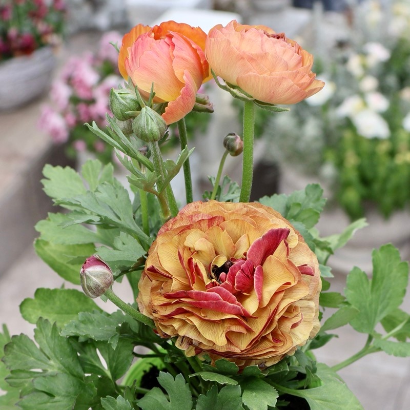 画像の現品1点限り》2色植えでお得♪うえたさんのラナンキュラス