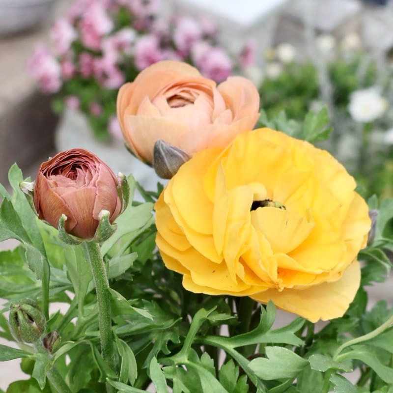 画像の現品1点限り》2色植えでお得♪うえたさんのラナンキュラス