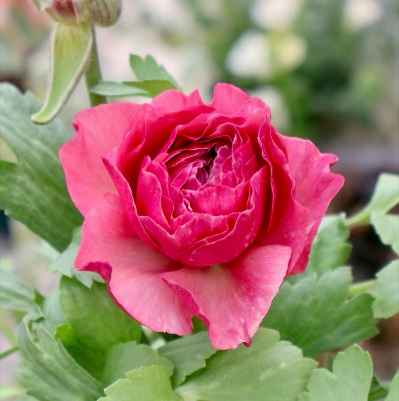 画像の現品1点限り》2色植えでお得♪うえたさんのラナンキュラス