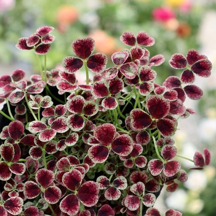 みもと園芸クローバー☆エンジェルクローバー「マジカル」