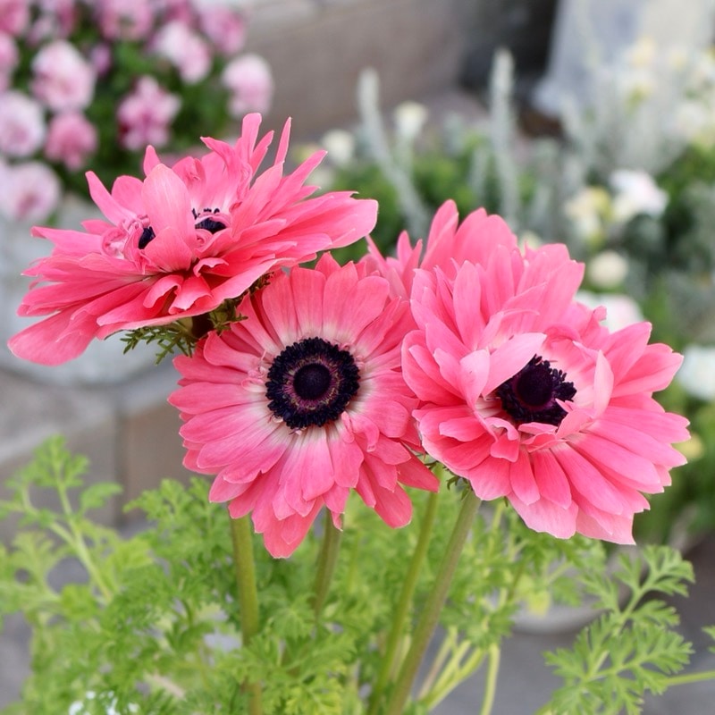 《画像の現品1点限り》驚きの特大2年生株★広原園さんオリジナル八重咲きアネモネ・13番