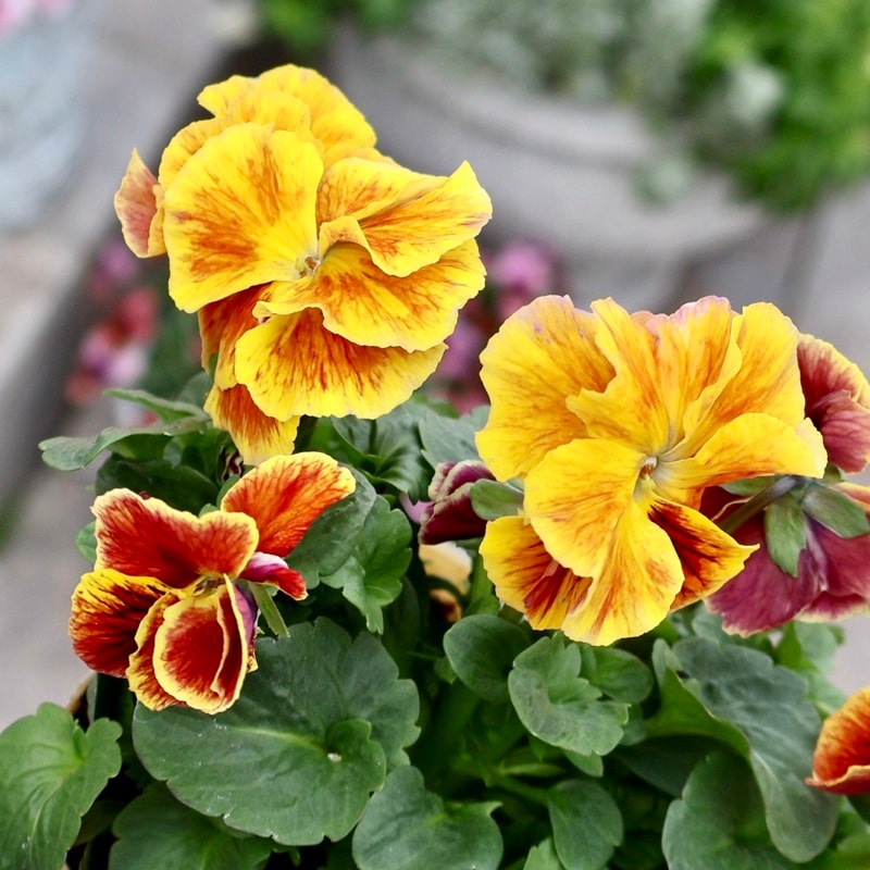 NEW《画像の現品1点限り》大牟田さんのビオラevolve(エボルベ)オーララ多弁咲き<33番>