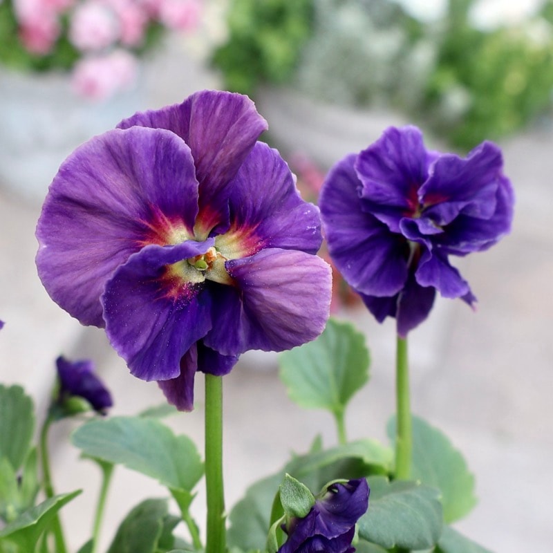 NEW《画像の現品1点限り》大牟田さんのビオラevolve(エボルベ)オーララ