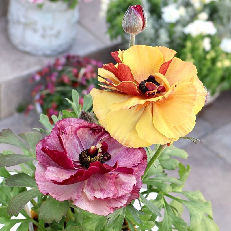 ラナンキュラス｜2024年入荷予定とっても素敵なセレクト品種｜ネット