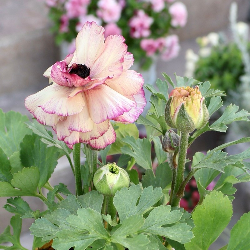 ラナンキュラス｜2024年入荷予定とっても素敵なセレクト品種｜ネット